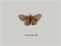 藏品(褐斑白蠶蛾)的圖片